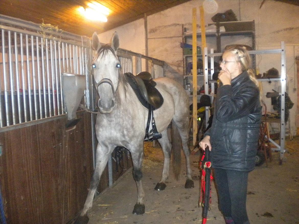 Polsk Varmblod irys  billede 13