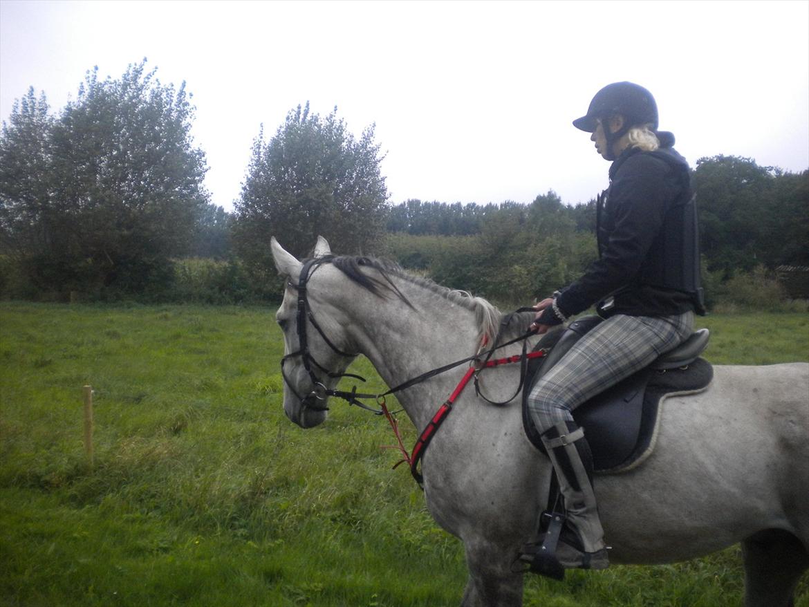 Polsk Varmblod irys  billede 14