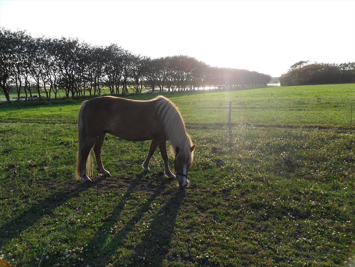 Islænder Pyrla frá Eyjólfsstödum billede 7