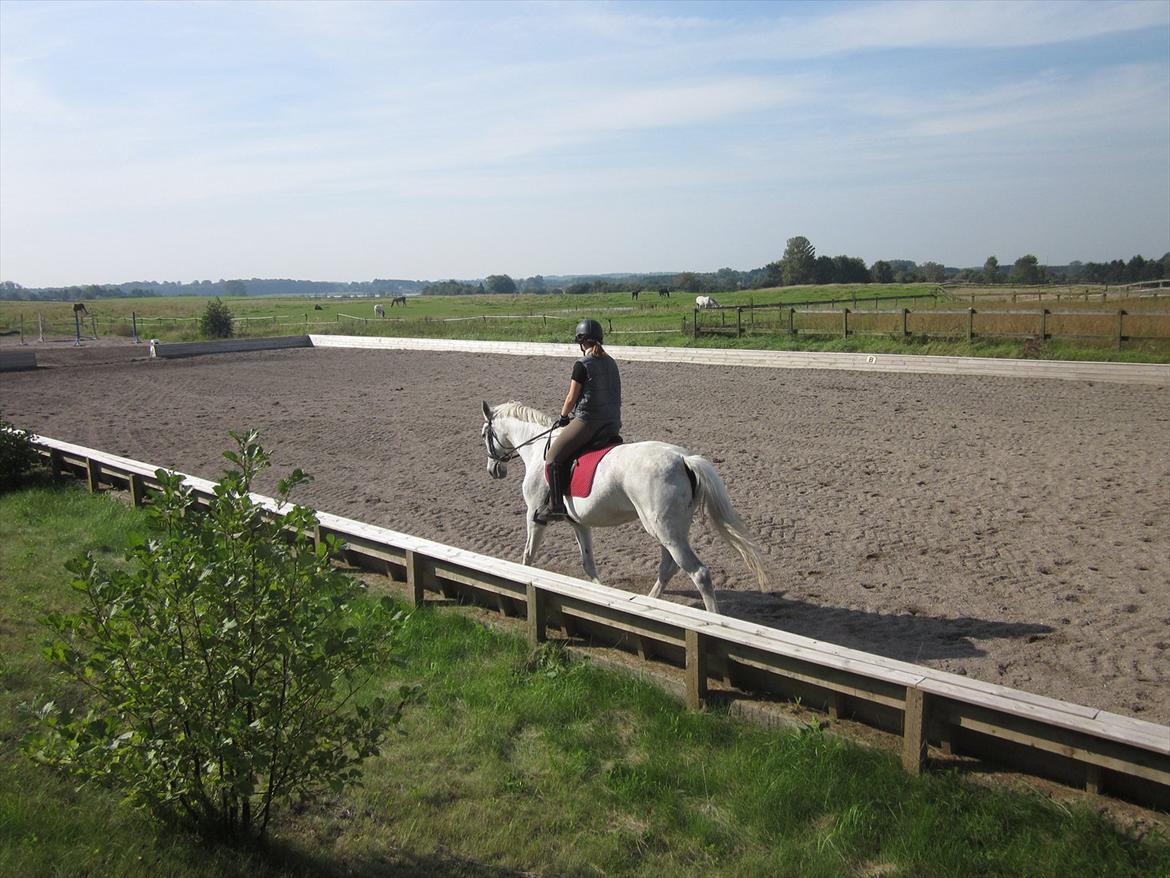 Hannoveraner Ribana - I smuk trav<3 Godt nok er den ikke udpreget, men yderst behagelig og smukt ser det da ud:P billede 13