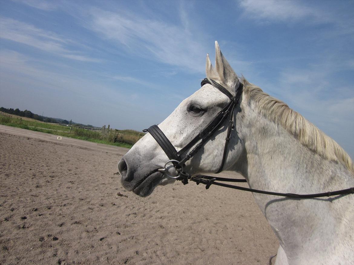 Hannoveraner Ribana - Velkommen til smukke Ribana's Profil:) billede 1