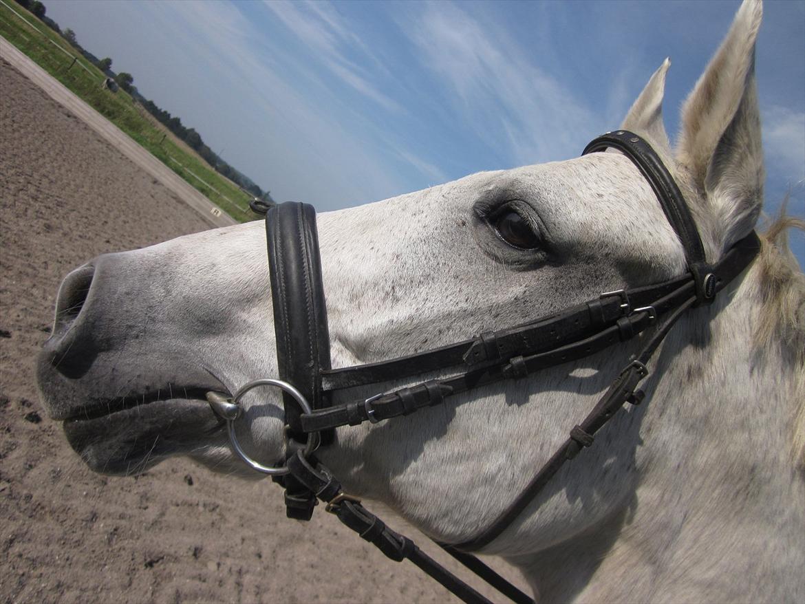 Hannoveraner Ribana - Smukke Ribana i Profil:P billede 8