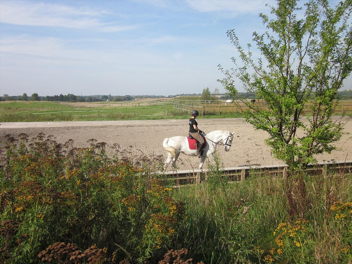 Hannoveraner Ribana - i fin travers:) billede 15