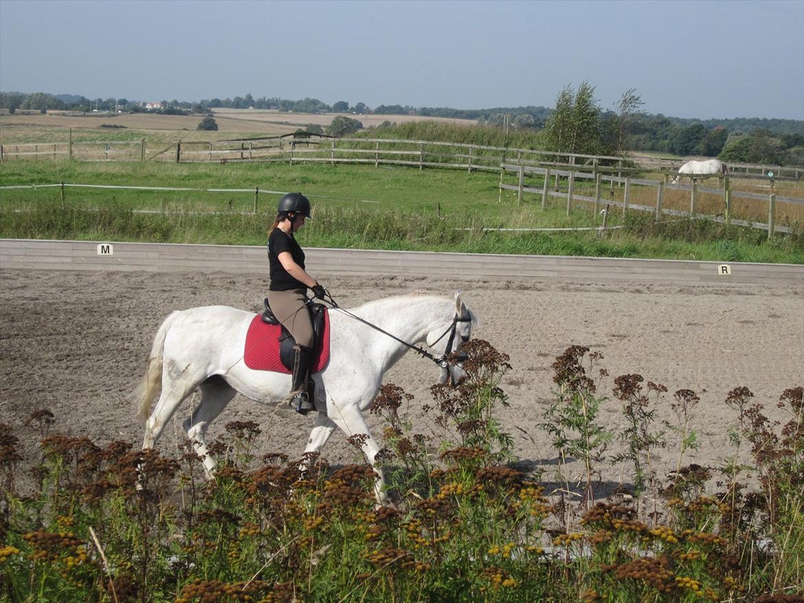 Hannoveraner Ribana - Slut af en fin schenkelvining:) billede 16