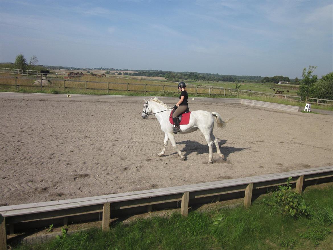 Hannoveraner Ribana - Rigtig rigtig fin kontra:S ;) billede 17