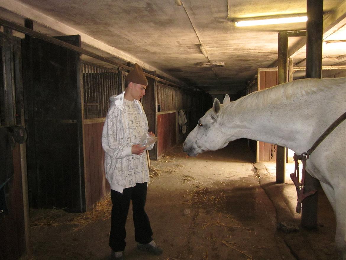 Hannoveraner Ribana - Silas var bange for heste, men med hjælp fra Ribsen, synes han egentlig ikke de er så slemme;) Go tøs<3 billede 20