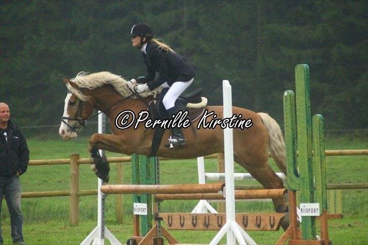 Haflinger Alladin Hestbjerggaard <3 - ULC på HIRI :*  billede 6