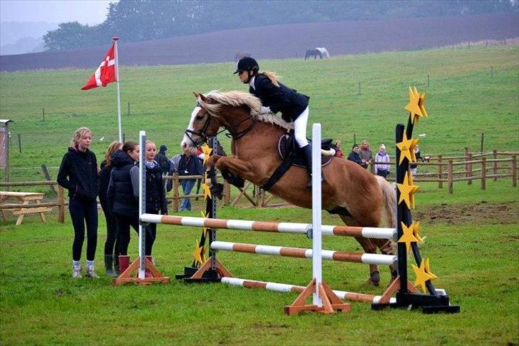 Haflinger Alladin Hestbjerggaard <3 - Dig og mig for altid, du har mit hjerte lige her!<3 billede 19