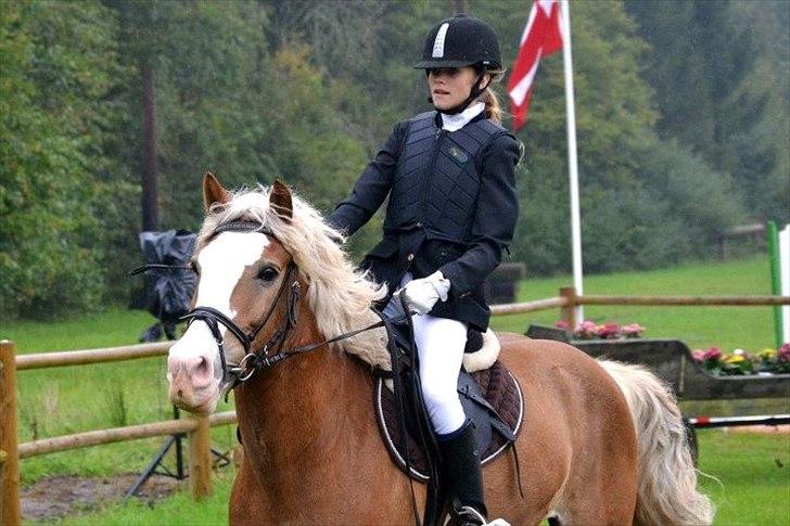 Haflinger Alladin Hestbjerggaard <3 -  
hvis du var en dråbe i havet ville jeg svømme hele atlanten rundt bare for at finde dig..<3
 
 billede 2
