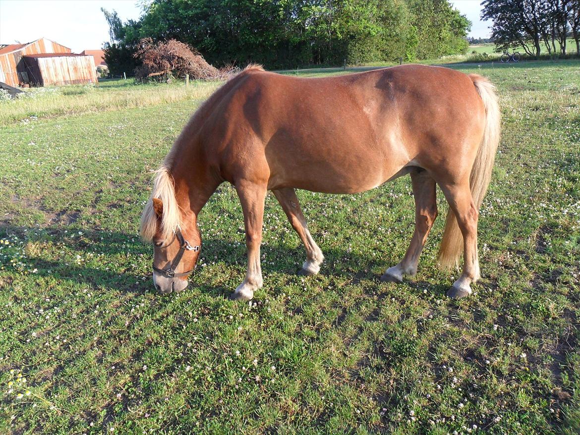 Islænder Pyrla frá Eyjólfsstödum - Lidt tid efter jeg købte hende billede 8
