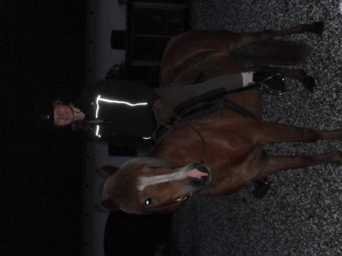 Islænder Pyrla frá Eyjólfsstödum billede 9