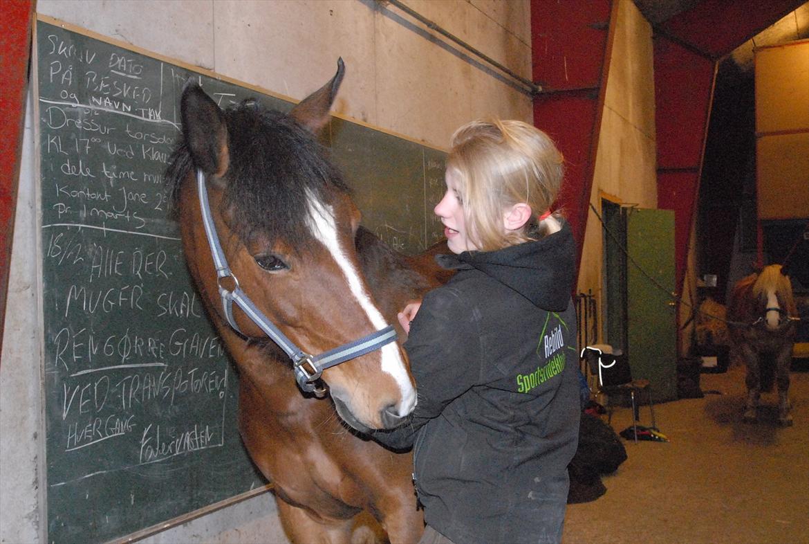 DSP Bakkelys Rozitta - #20 | Elsker den pony! | Foto: Emilie billede 20