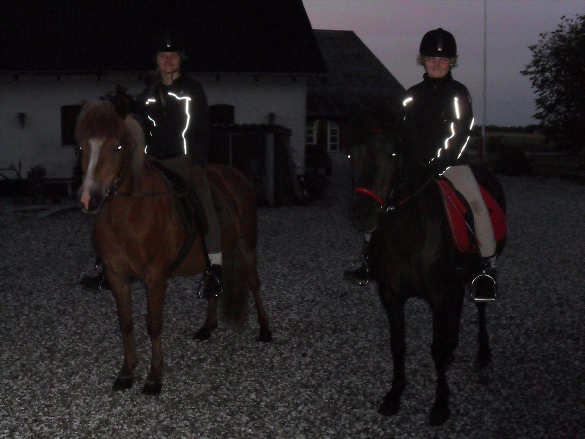 Islænder Pyrla frá Eyjólfsstödum billede 10