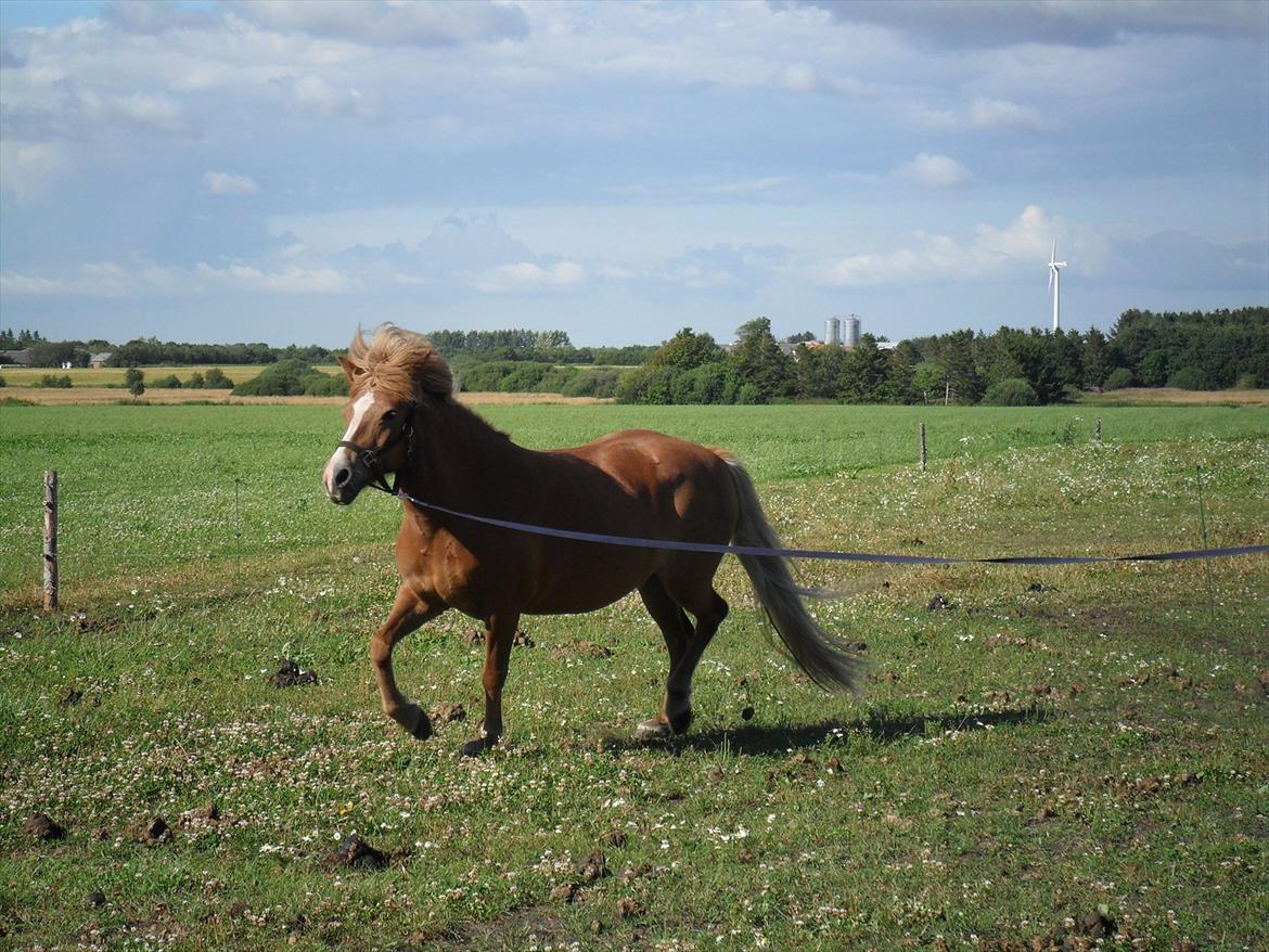 Islænder Pyrla frá Eyjólfsstödum billede 11