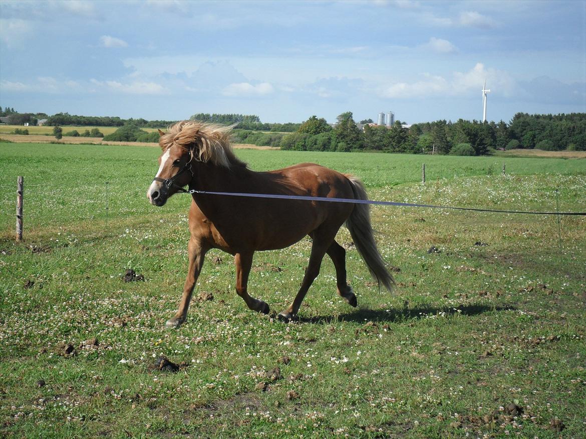 Islænder Pyrla frá Eyjólfsstödum billede 12