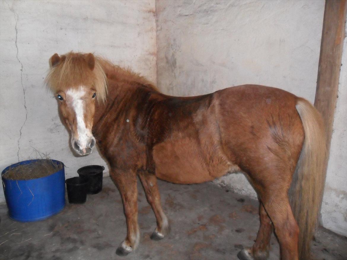 Islænder Pyrla frá Eyjólfsstödum billede 13