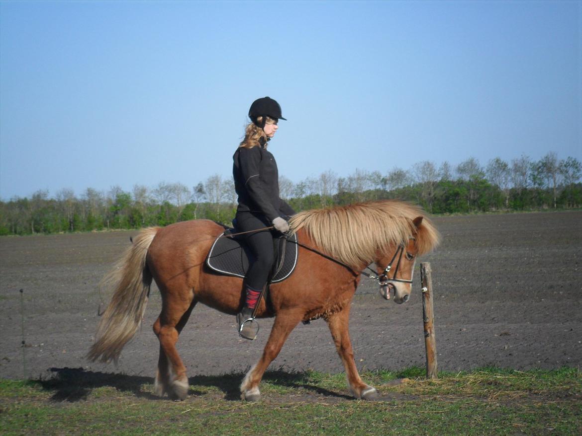 Islænder Pyrla frá Eyjólfsstödum billede 14