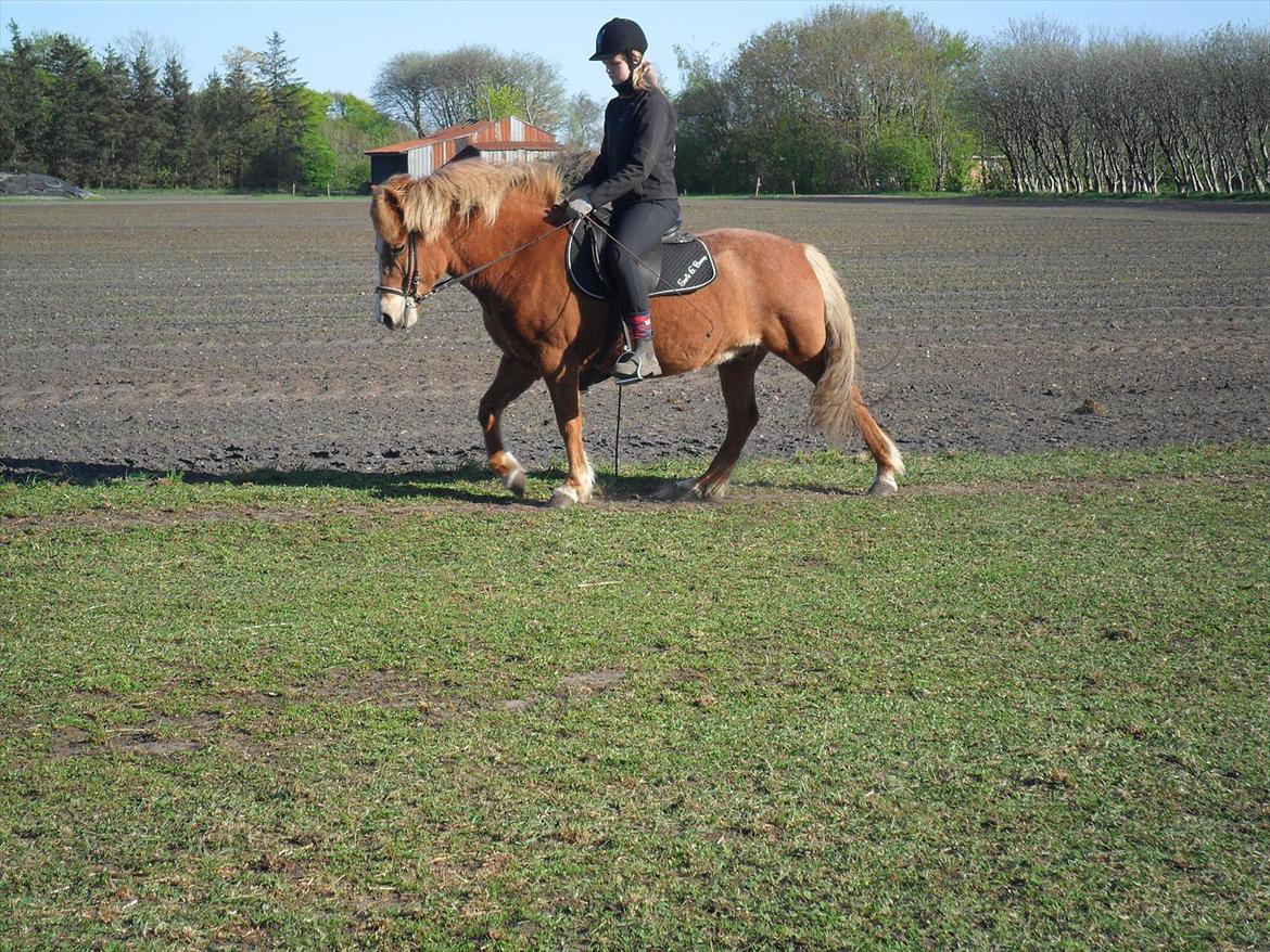 Islænder Pyrla frá Eyjólfsstödum billede 15