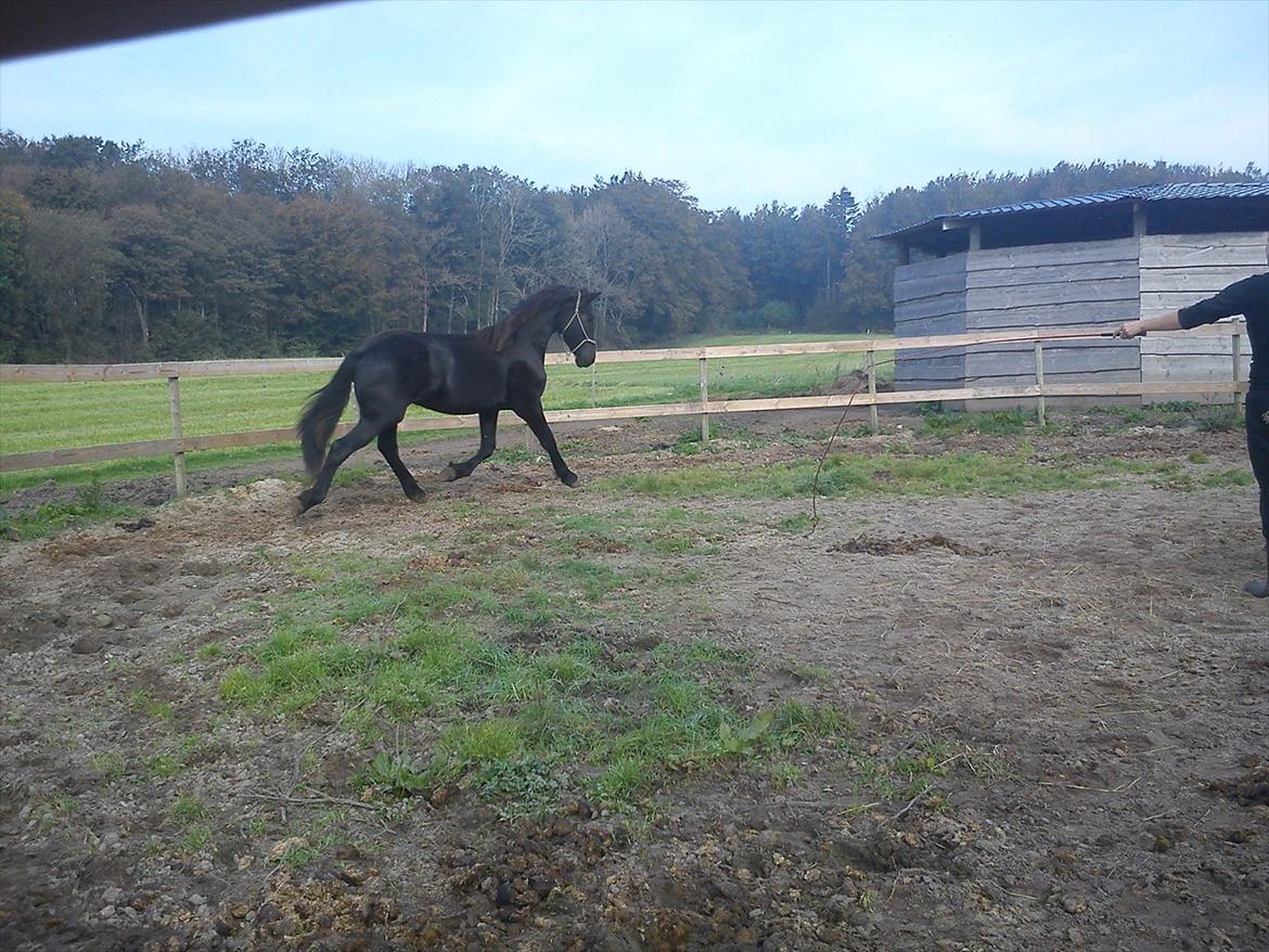 Barockpferd Ilano billede 18