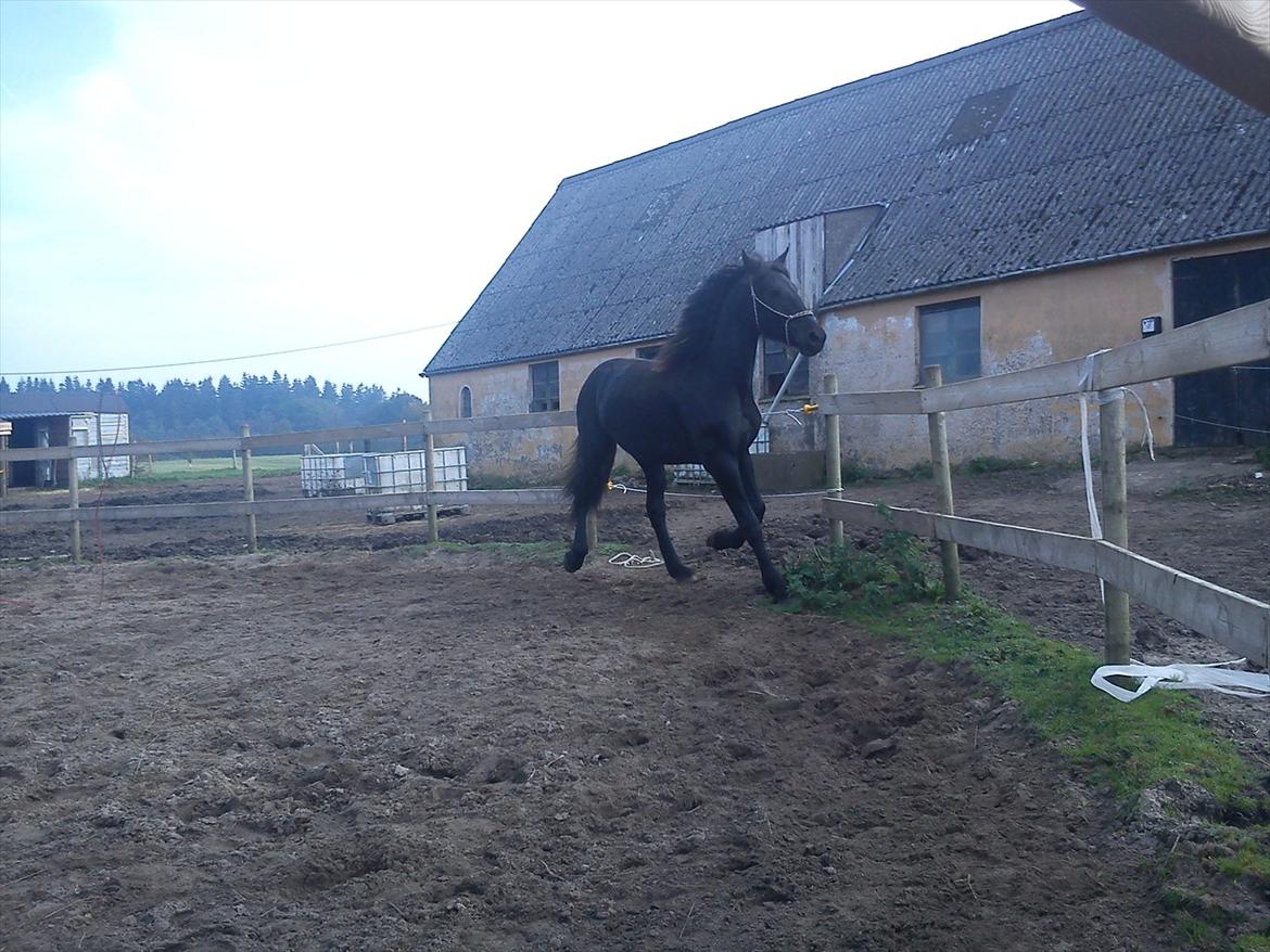 Barockpferd Ilano billede 19