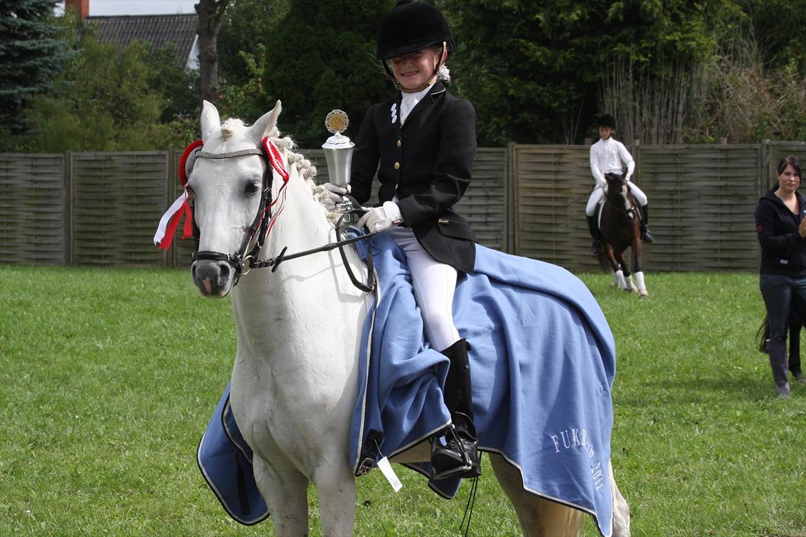 Welsh Pony (sec B) Møllegaards Showman A-Pony " Solgt" - Vinder af FUKR CUP 2011 billede 10