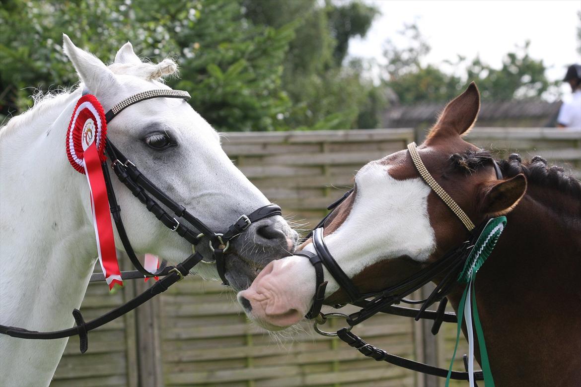 Welsh Pony (sec B) Møllegaards Showman A-Pony " Solgt" - Shows & Billy Bedste venner billede 11