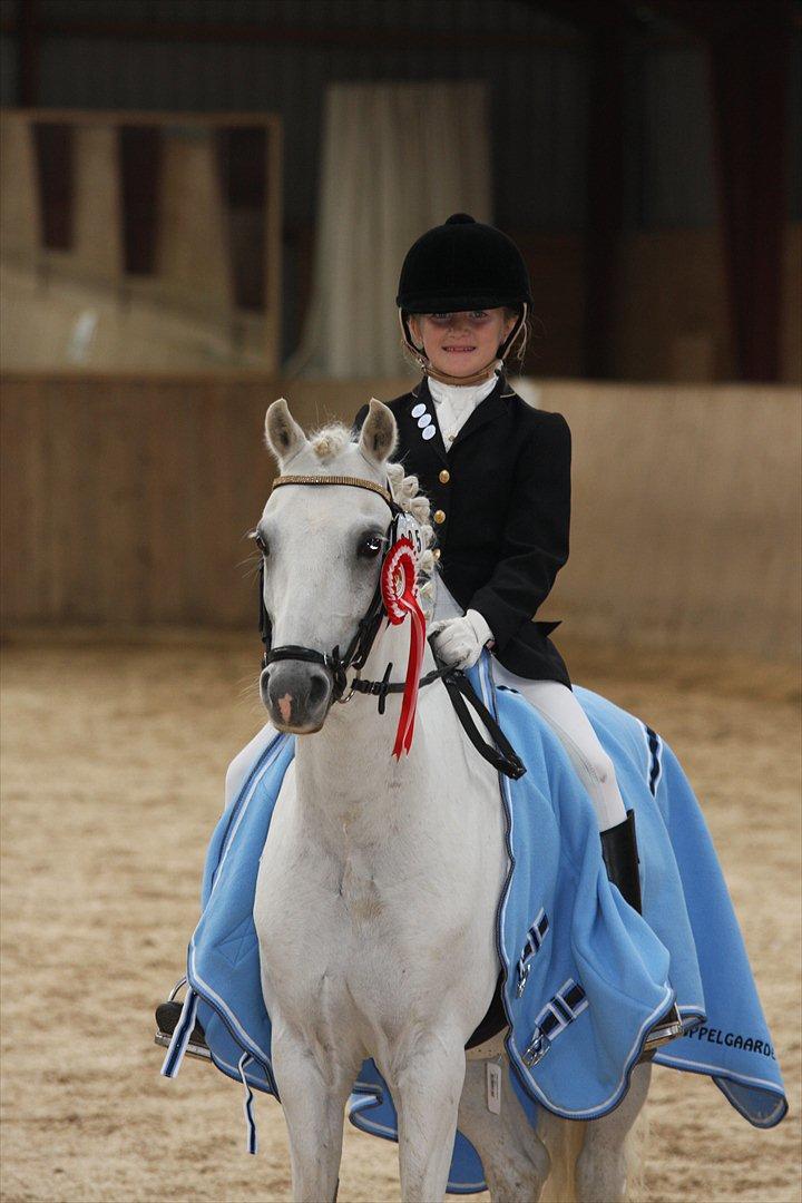 Welsh Pony (sec B) Møllegaards Showman A-Pony " Solgt" - Vinder af BELS CUP på Bellingegård LC1 billede 13