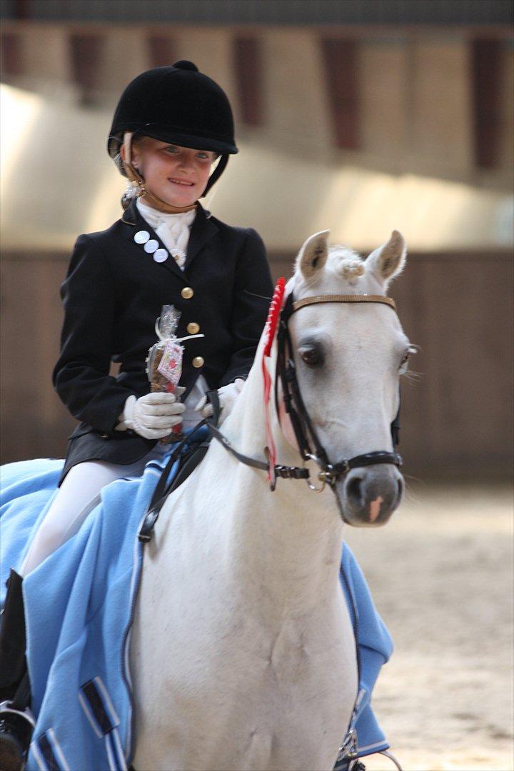 Welsh Pony (sec B) Møllegaards Showman A-Pony " Solgt" billede 14