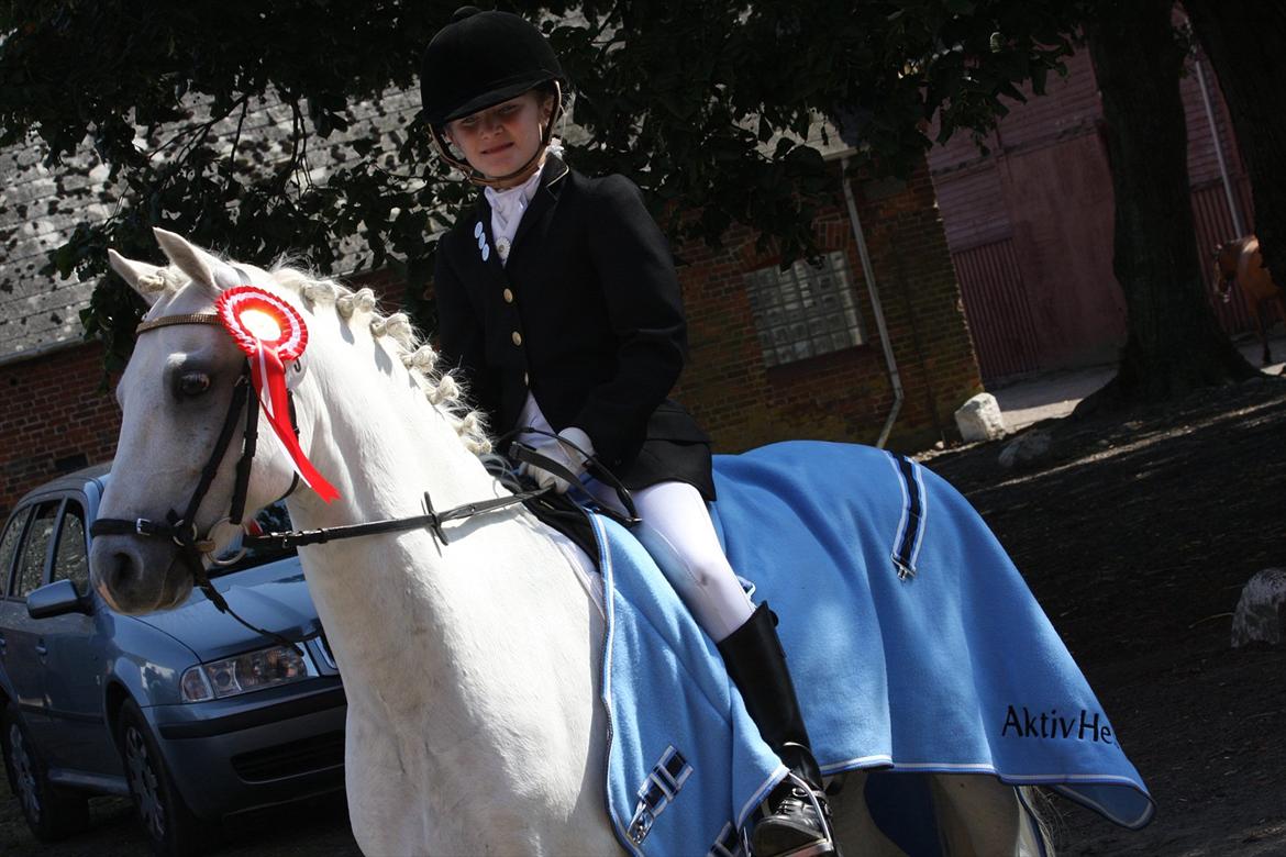 Welsh Pony (sec B) Møllegaards Showman A-Pony " Solgt" - Vinder af Aktivhest Cup på BELS LB1 billede 16