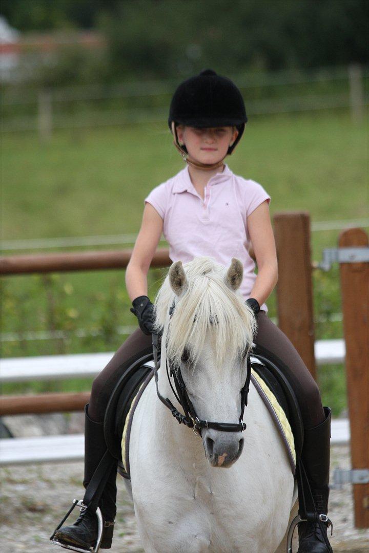 Welsh Pony (sec B) Møllegaards Showman A-Pony " Solgt" - Træning hjemme med Ulsø billede 17