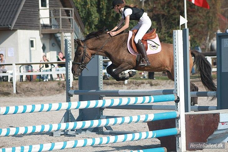 Konik Polski Sølvmosegaards Koniko - 12) Super seje Nikko flyvene over 90cm (LA**)til stævne!! For når vi flyver er det uden vinger!
*foto Sofie* billede 14