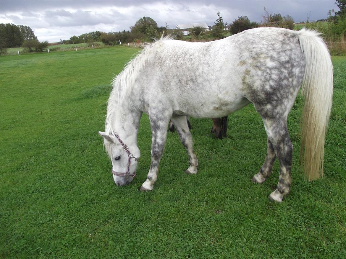 Anden særlig race Lucky Miss Rosie billede 15