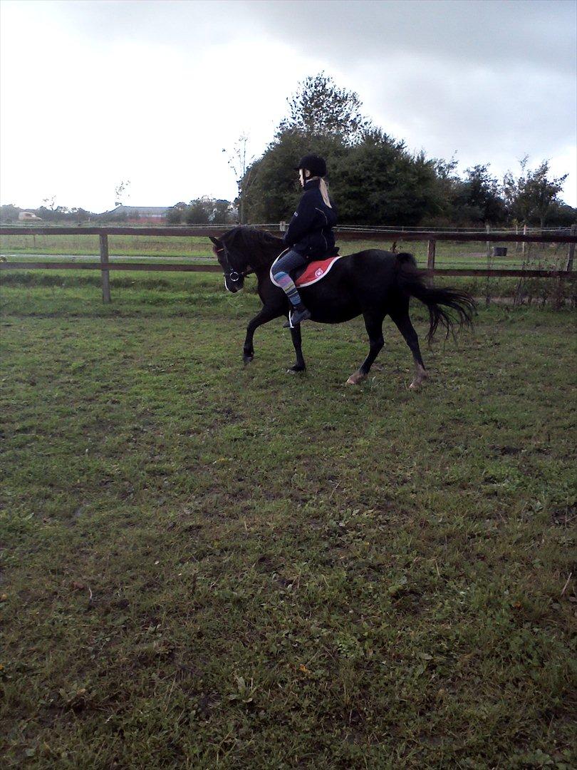 Welsh Mountain (sec A) Rosengårdens Pil<3 - Pil og mig<3 billede 4