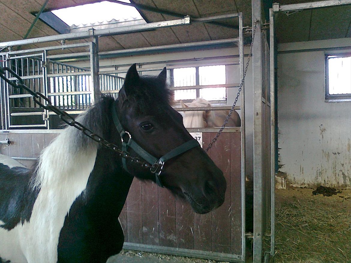 Anden særlig race Mille-en dejlig hoppe:-) billede 5