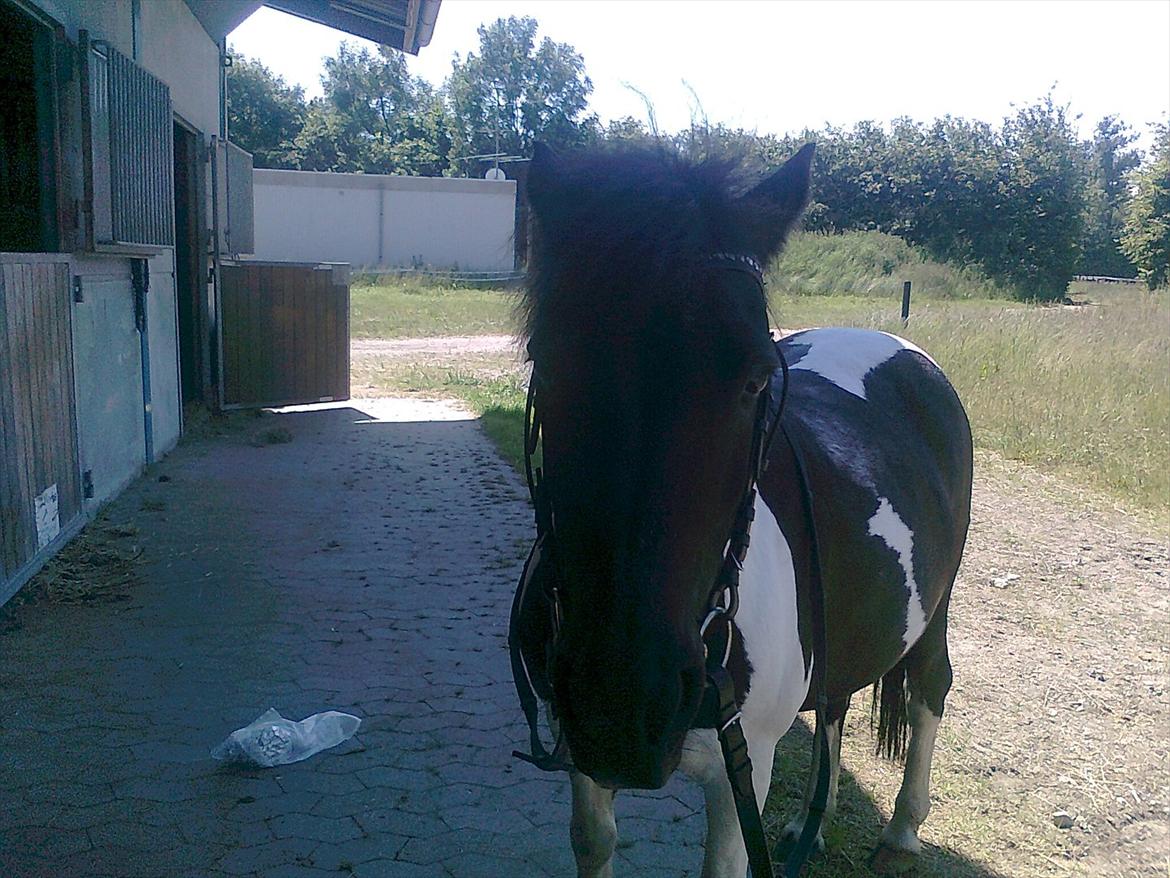 Anden særlig race Mille-en dejlig hoppe:-) billede 6