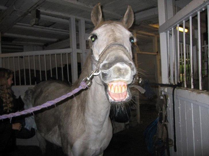 Connemara Flash Point Hedelund ~Polle~ RIP - Nr. 12
GENIUS!  billede 13