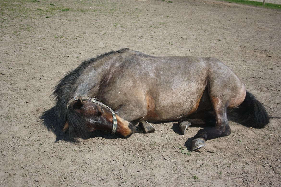Welsh Partbred (Sec F) Kildegård Laura  billede 18