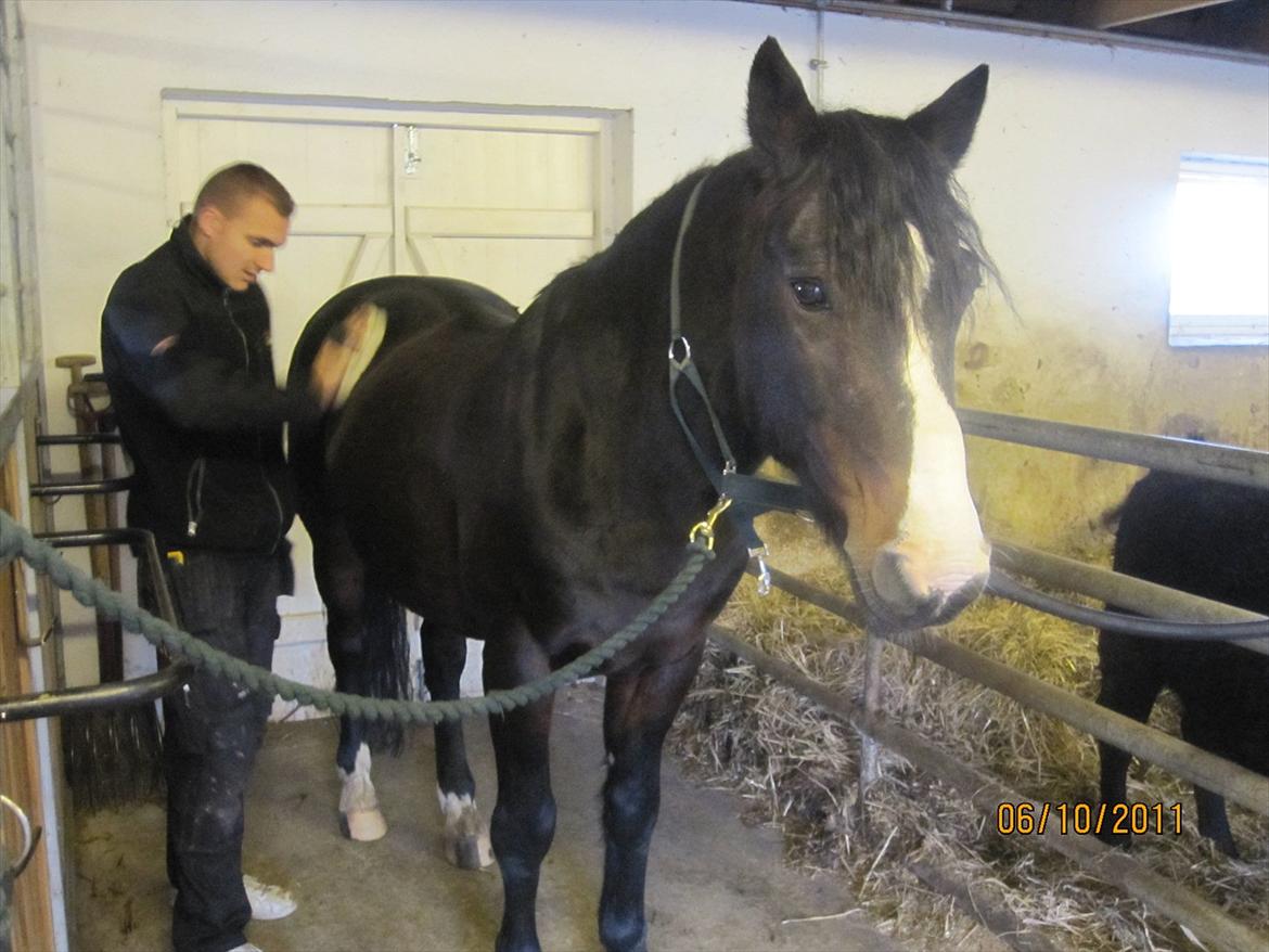Anden særlig race Bruno (solgt) - høj koncentration.. billede 11