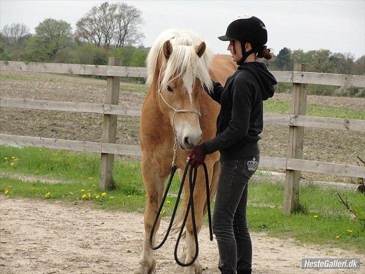 Haflinger Asmund *Hingst* -  Min lille hyggefis :* billede 14