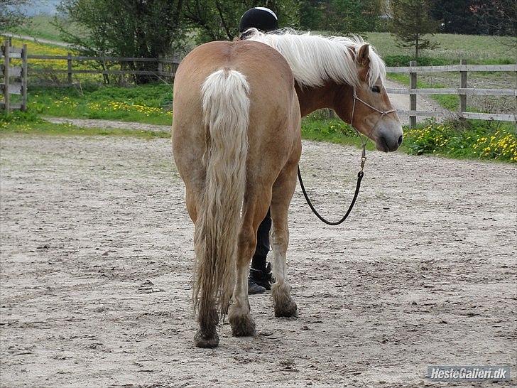 Haflinger Asmund *Hingst* -  Når enden er god, er alting godt ikk? :D billede 20