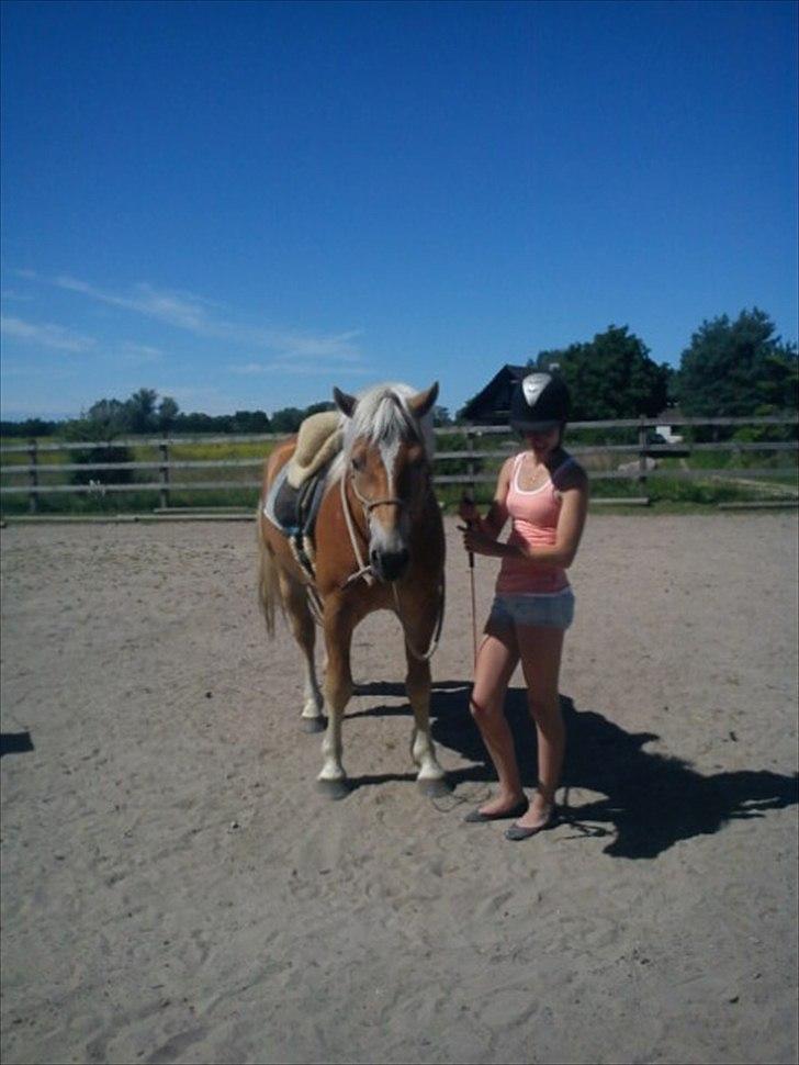 Haflinger Asmund *Hingst* - En lækker lille mand, klar til at ride afsted :) billede 3
