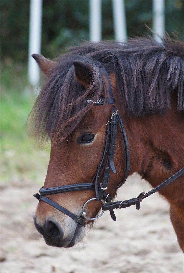 Gotlandsruss Lucca - Lækre Lucca :i <3

Foto: Charlotte billede 4