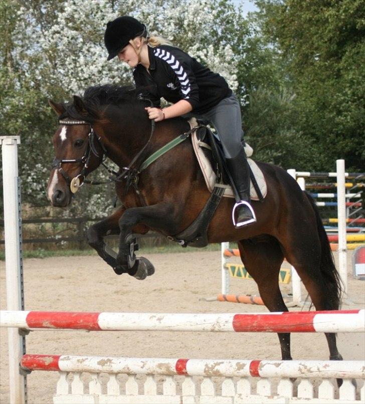 Anden særlig race »Milskii's Chicago « <3 Elsket!  - LIlle mulle! <3 billede 2