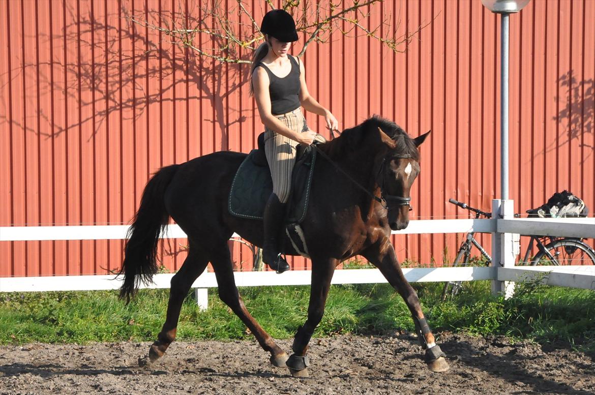 Dansk Varmblod A-Noir billede 13