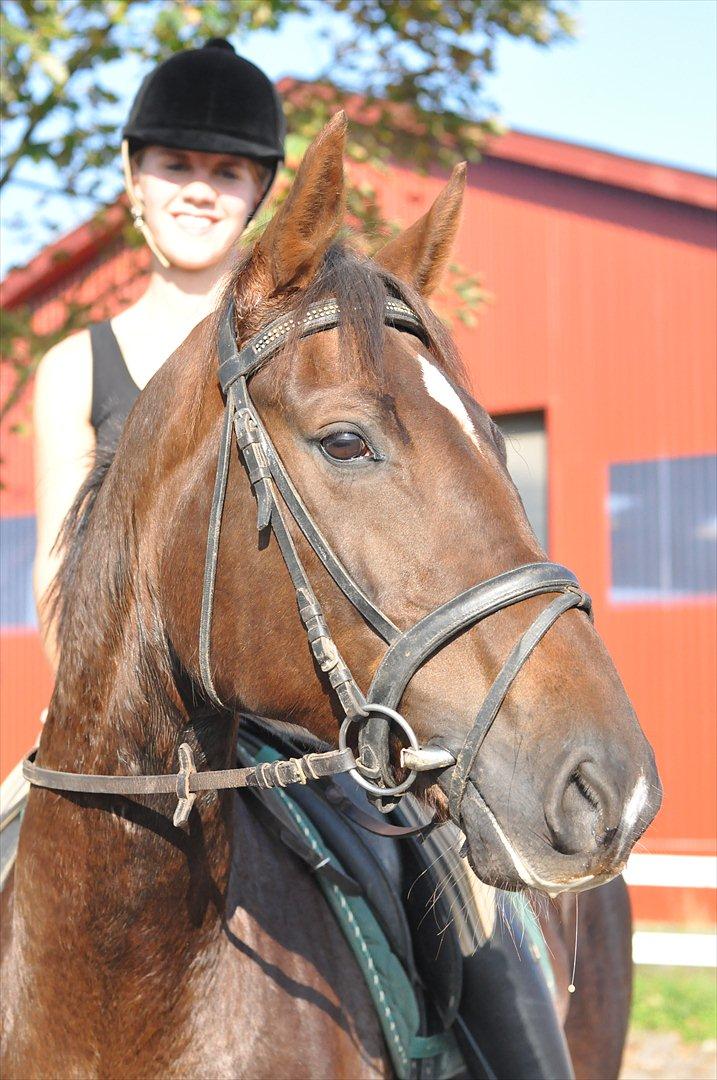 Dansk Varmblod A-Noir billede 9