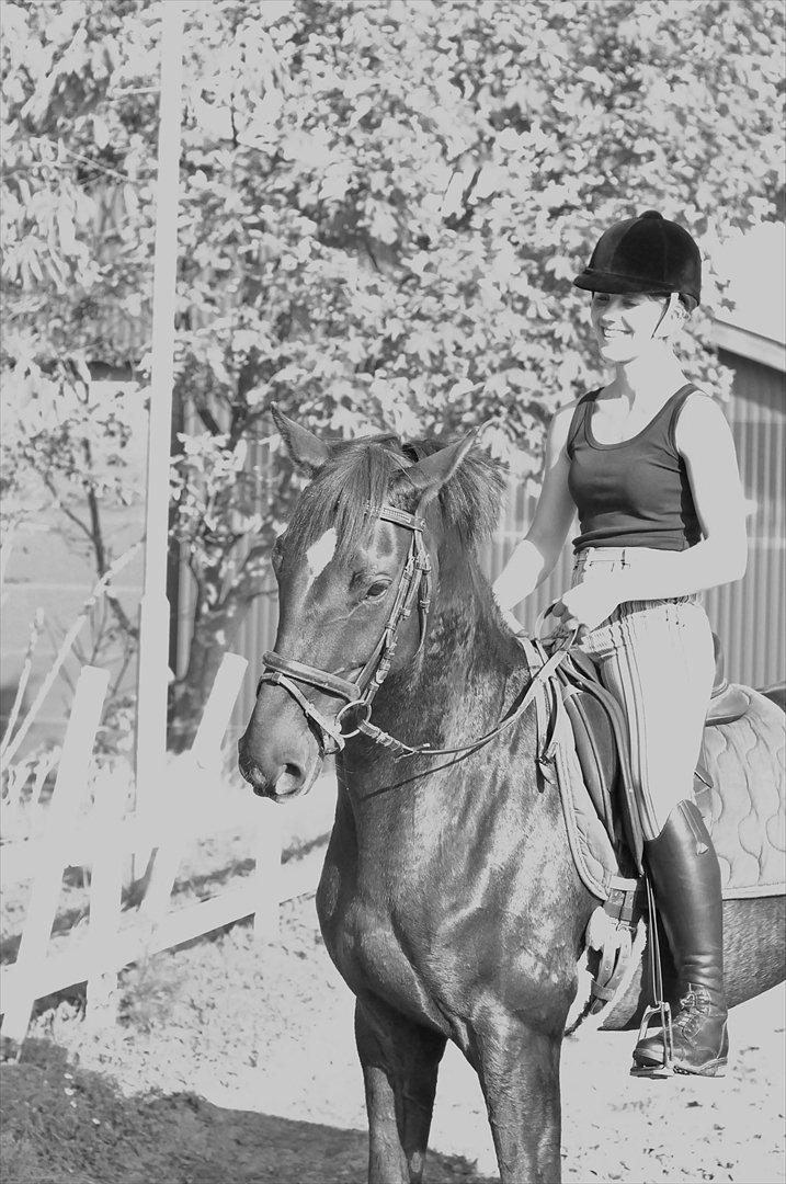 Dansk Varmblod A-Noir billede 11