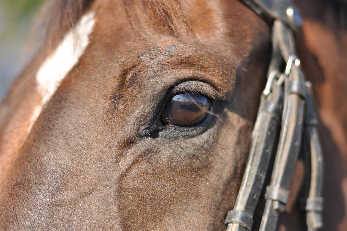 Dansk Varmblod A-Noir billede 3