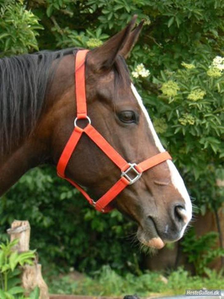 Dansk Varmblod zaragoza - velkommen til zago's anden side(: billede 1