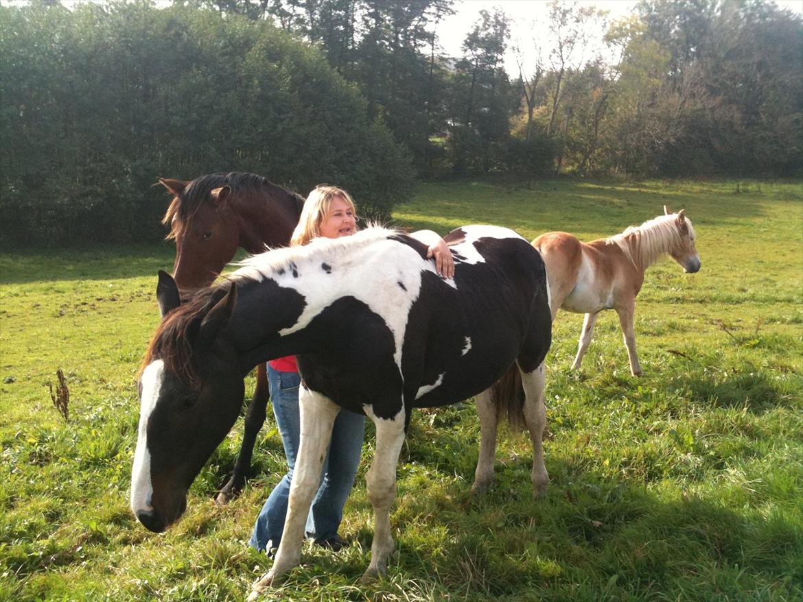 Pinto Take a chance himmelhest - jeg strækker mig lige billede 11