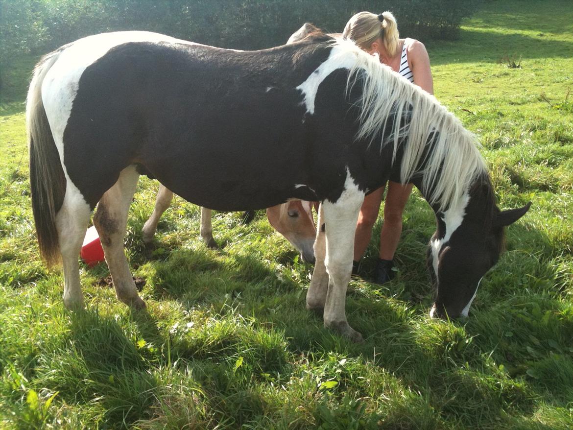 Pinto Take a chance himmelhest - stor sommermave billede 12